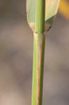 Common reed